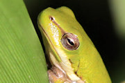 Northern Dwarf Tree Frog (Litoria bicolor)